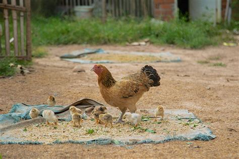 donate a chicken or goat|Flock of Chicks .